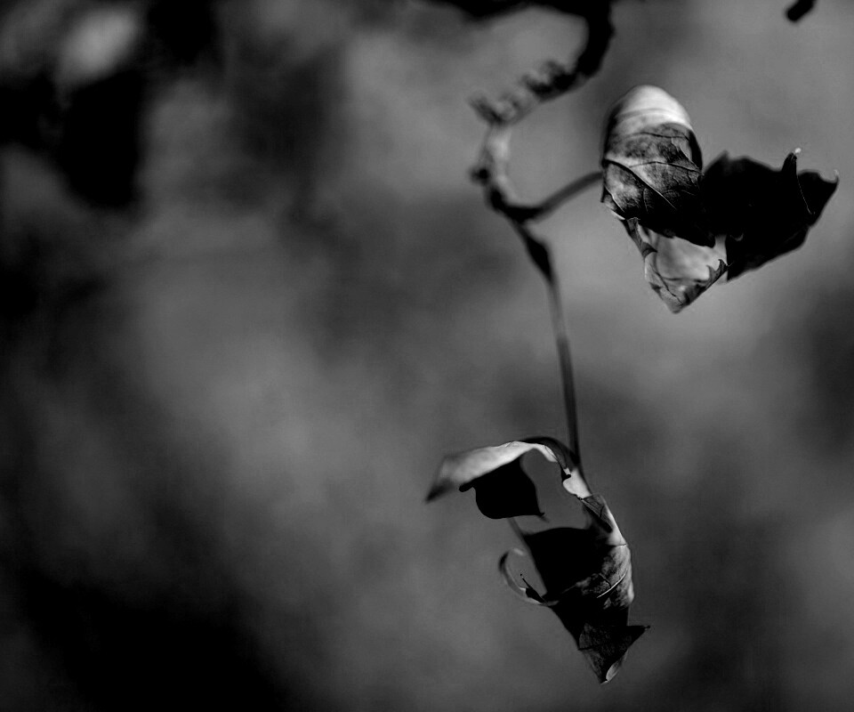 Увядшие листья обои