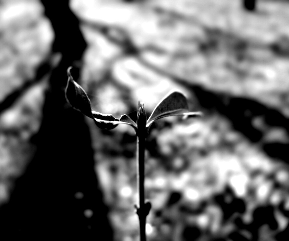 Красный росток обои