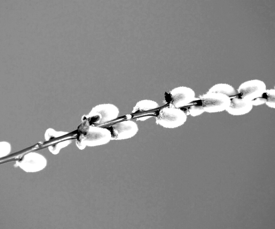 Пушистые почки обои