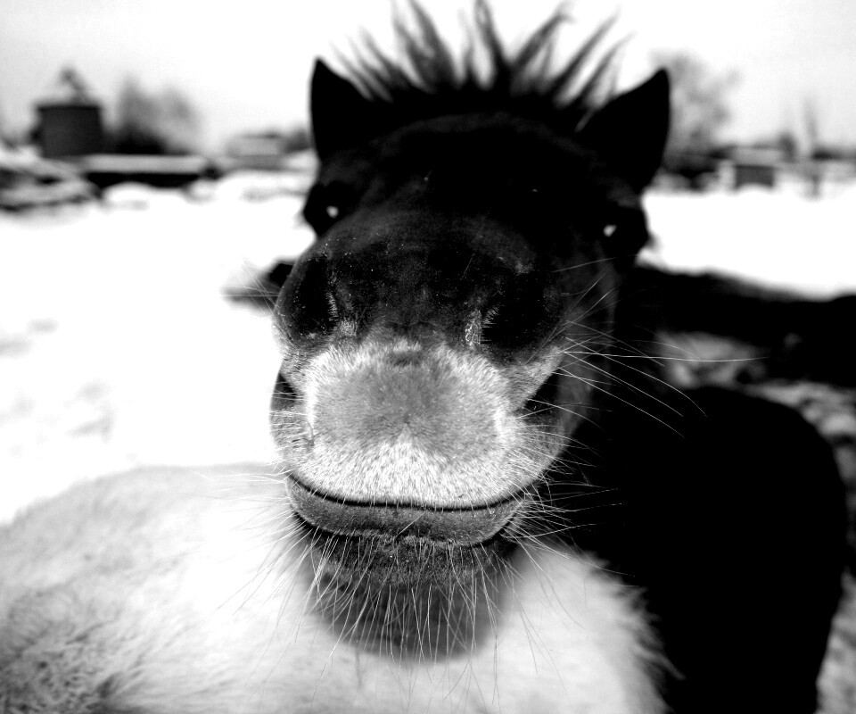 Морда пони обои