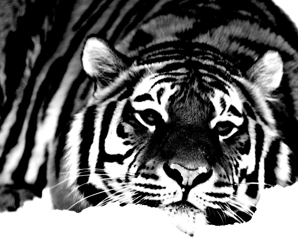 Тигр в снегу обои