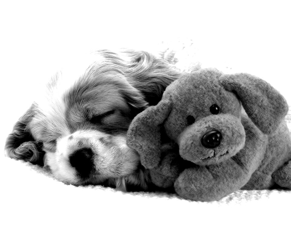 Собака спит с игрушкой обои