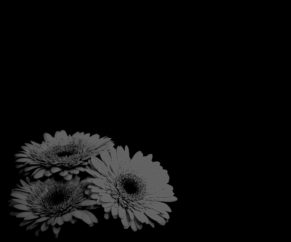 Красные герберы обои