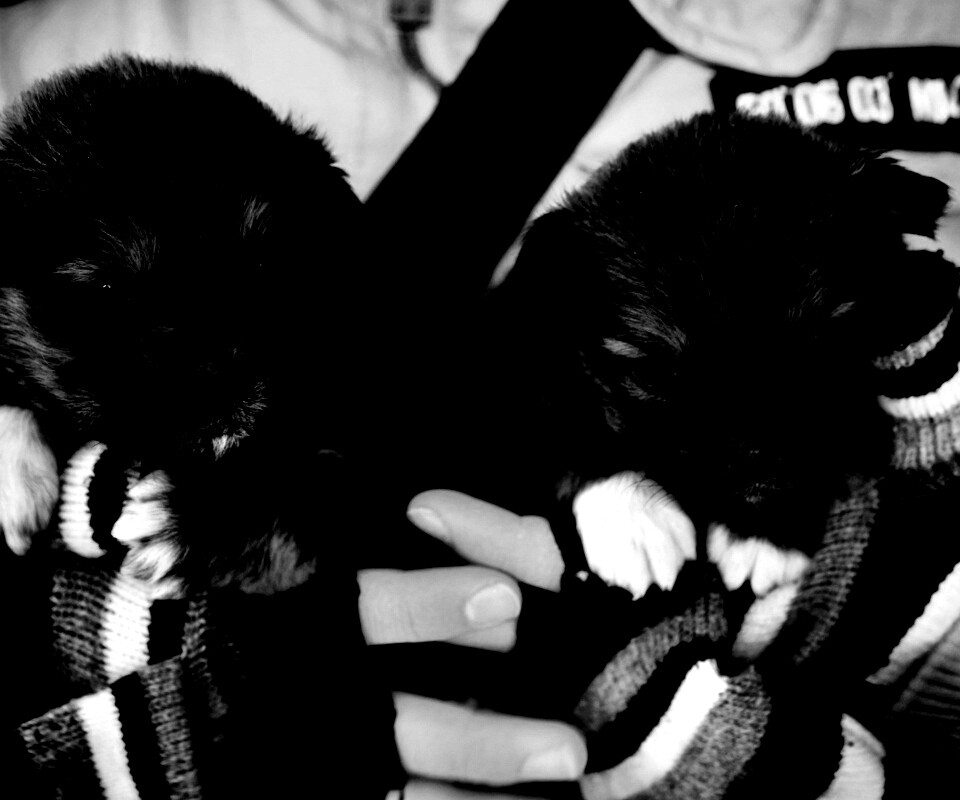 Два коричневых щенка обои