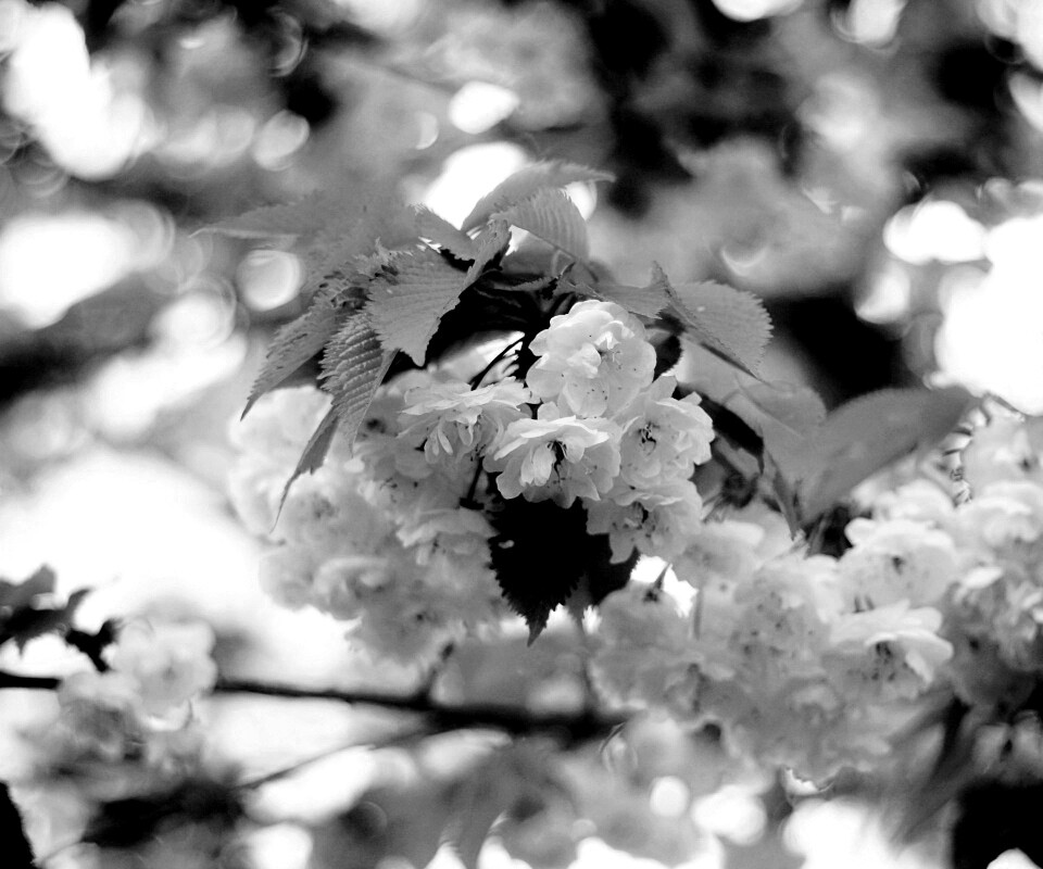 Цветущее дерево обои