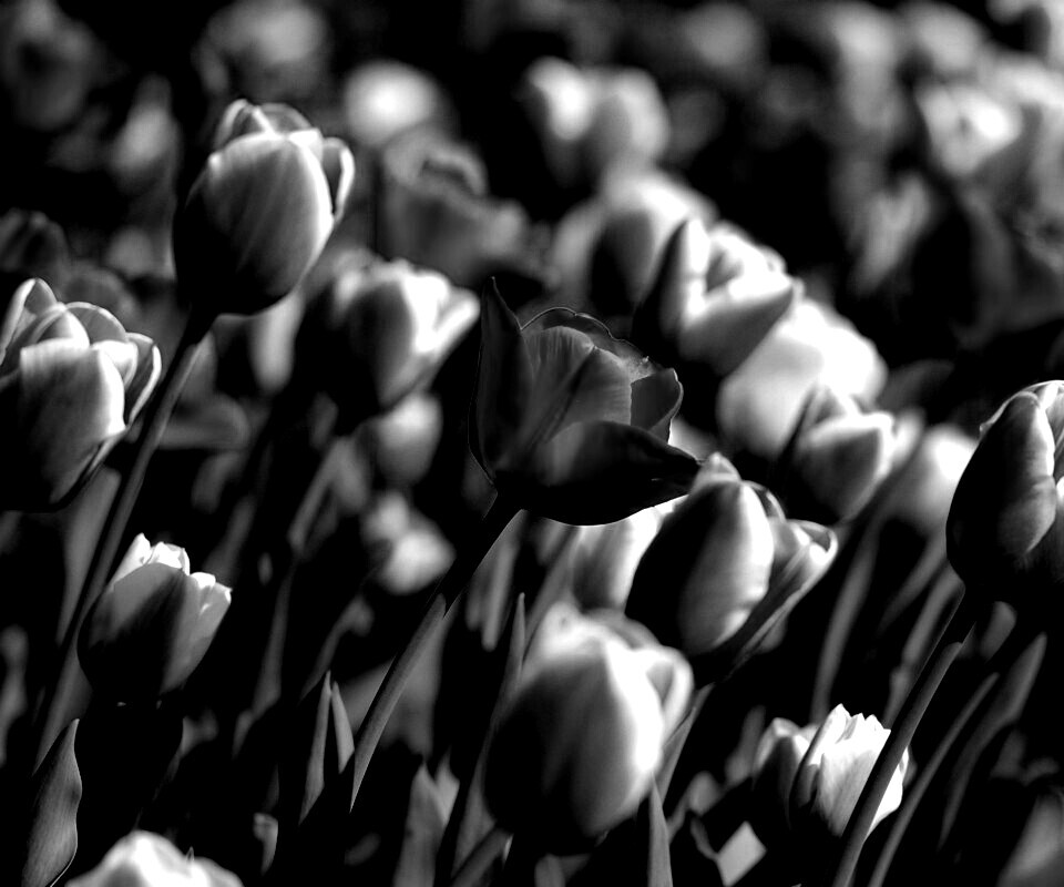 Тюльпаны обои