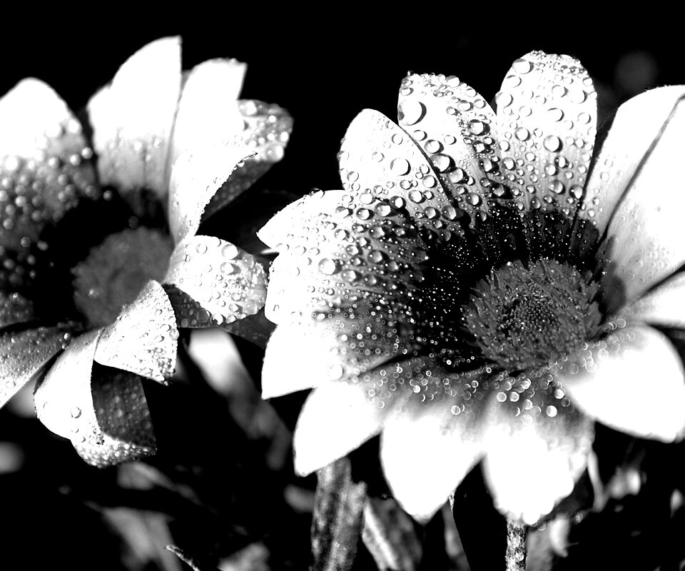 Два цветка обои