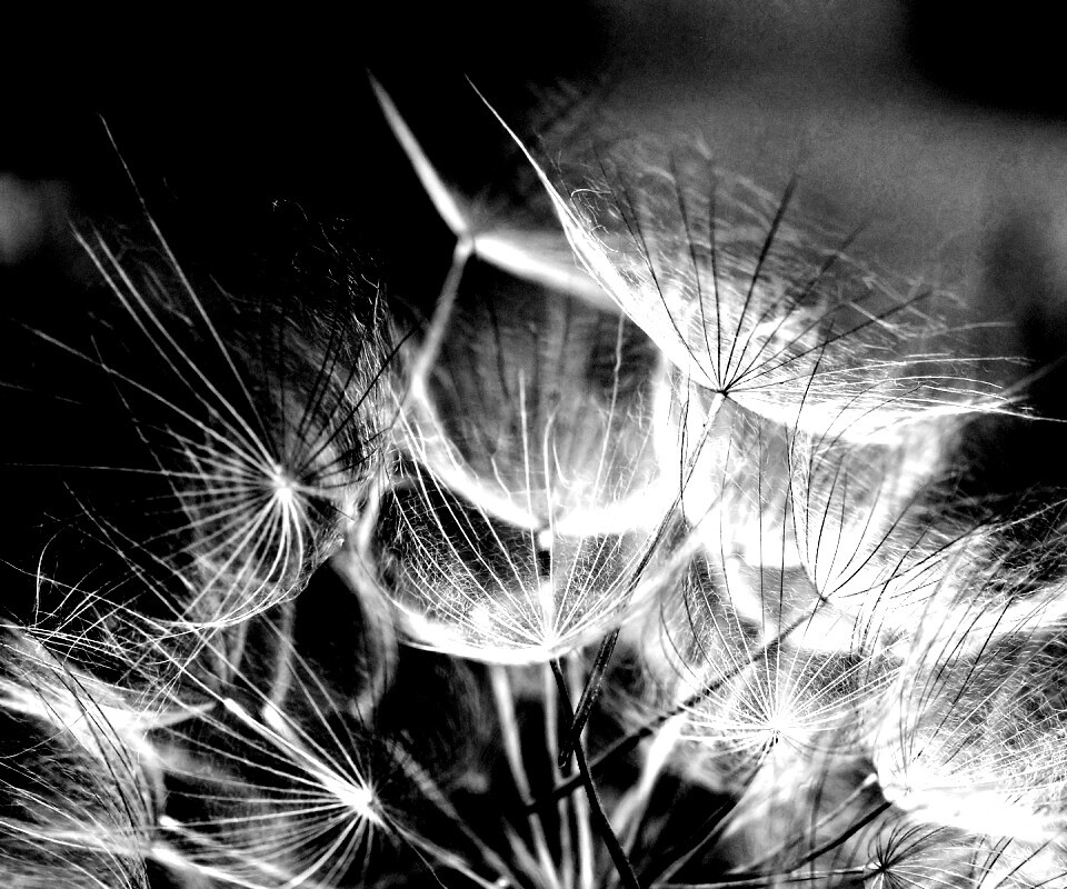 Семена одуванчика обои