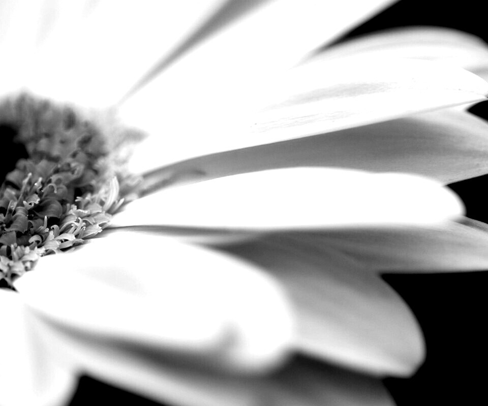 Гербер обои