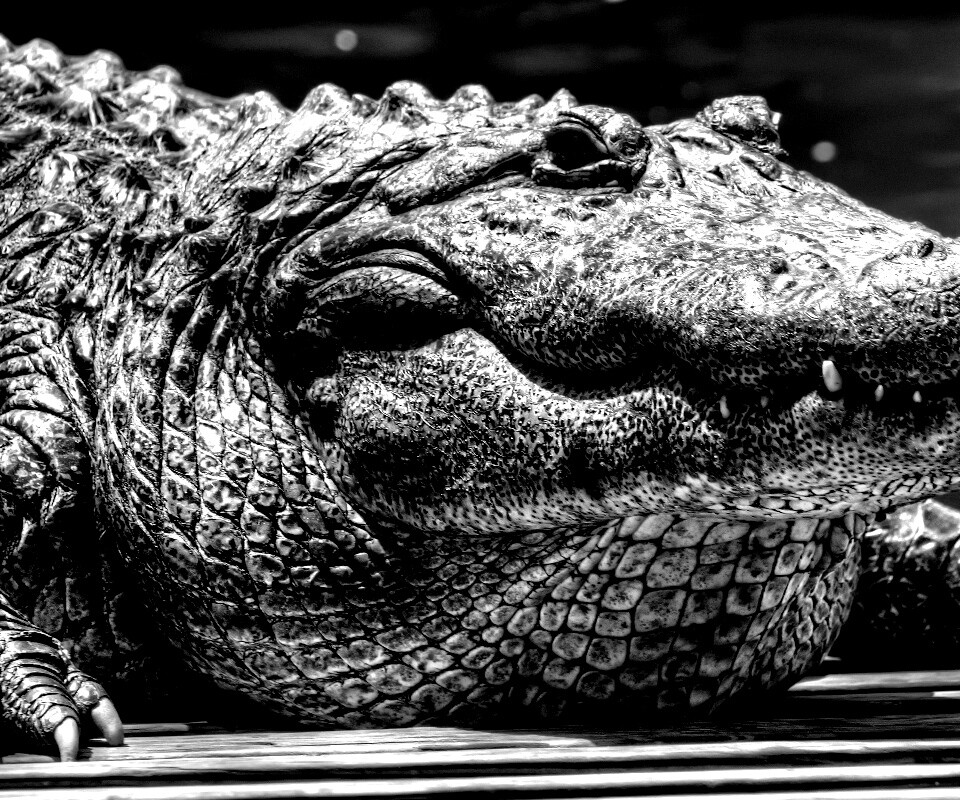 Синий крокодил обои