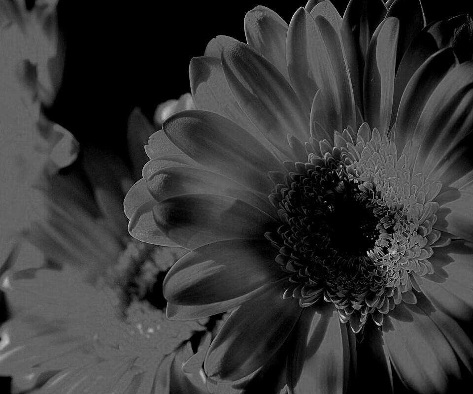 Желтый гербер обои