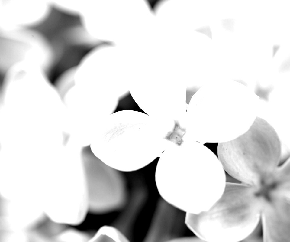 Цветы сирени обои