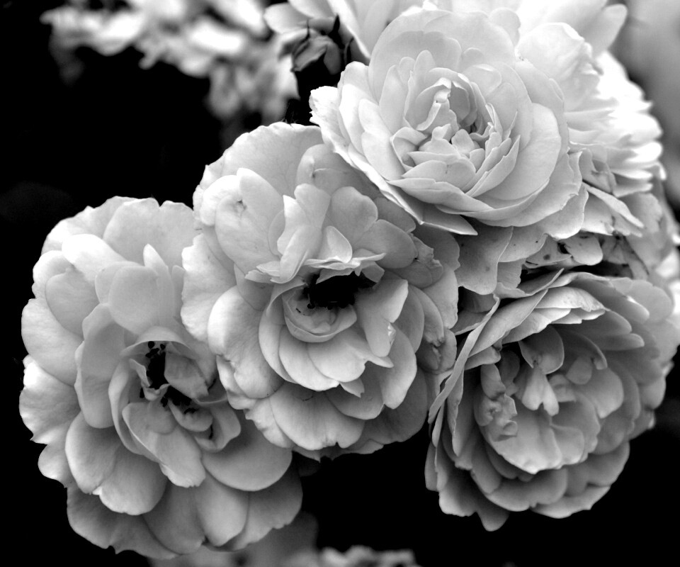 Розовые цветы обои