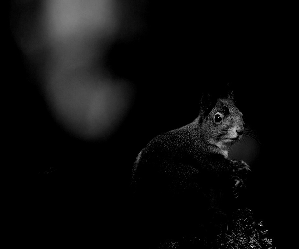 Белку застали врасплох обои