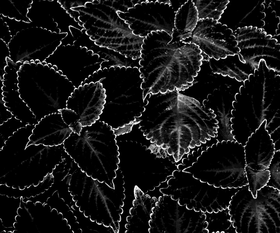 Красные листья обои