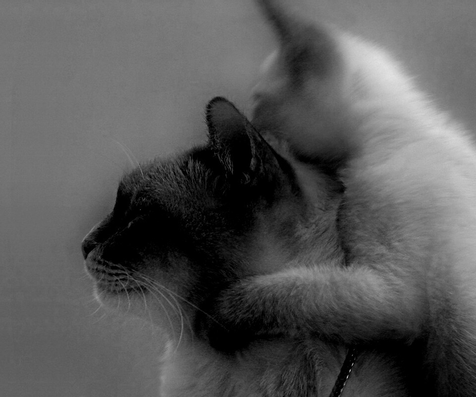 Котёнок обнимает маму обои