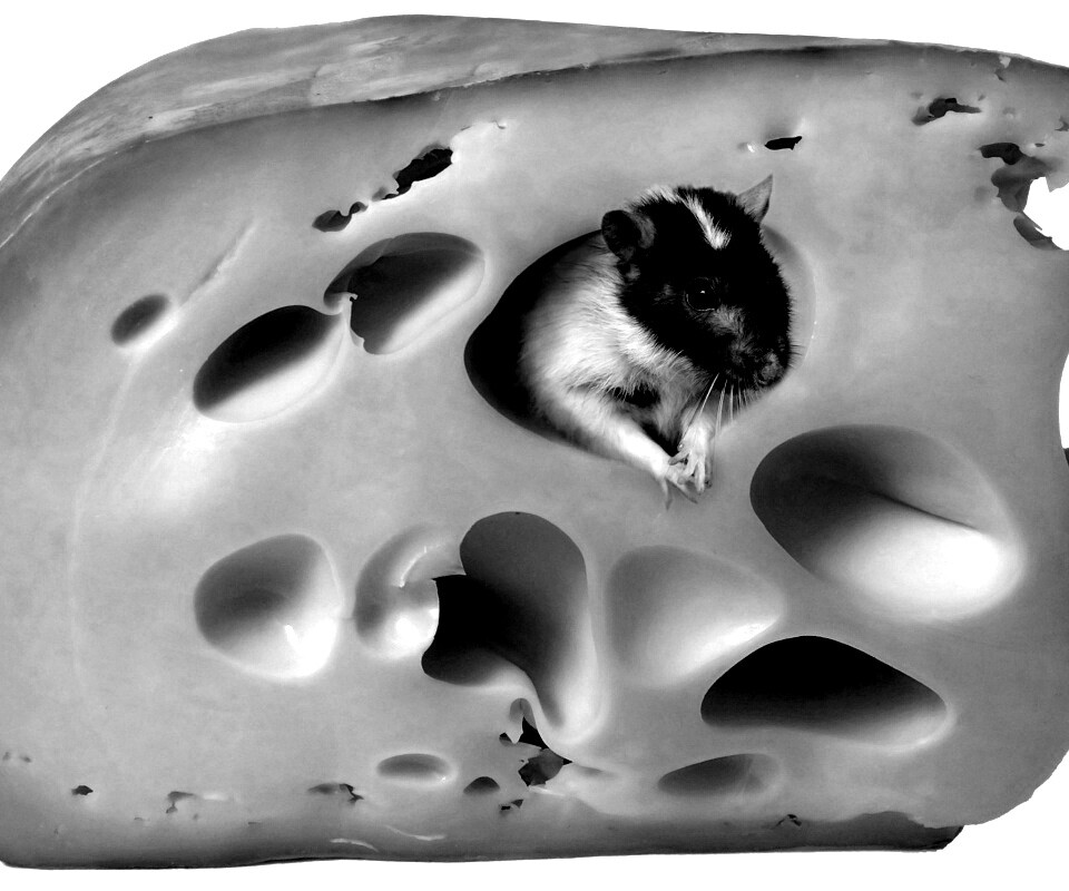 Мышка в сыре обои