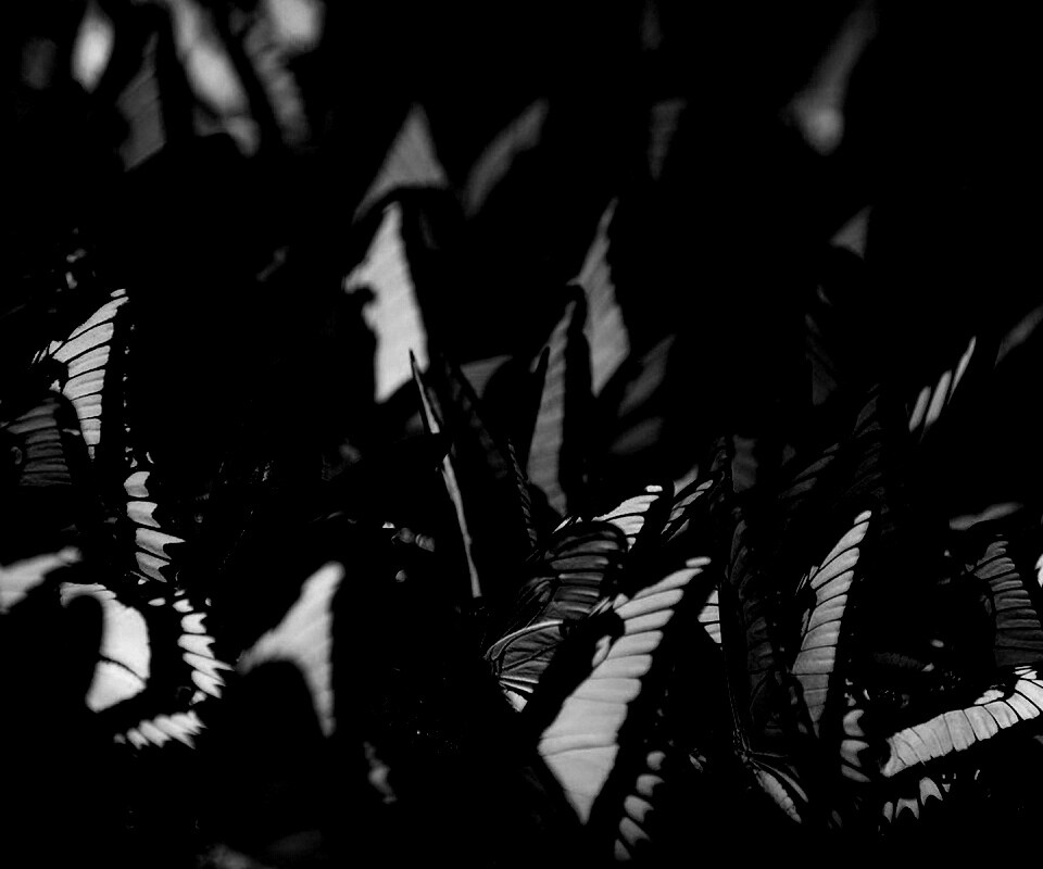 Стая бабочек обои