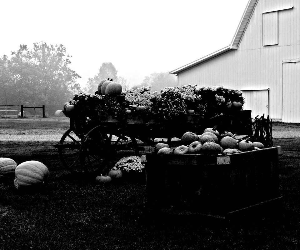 Урожай тыков обои