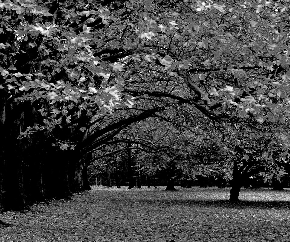 Осенний парк обои