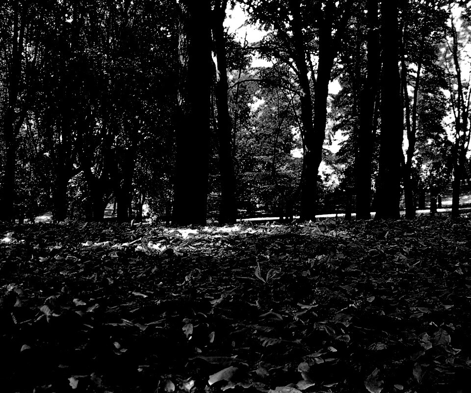 Ранняя осень обои