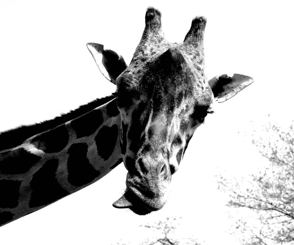 Жираф показывает язык обои