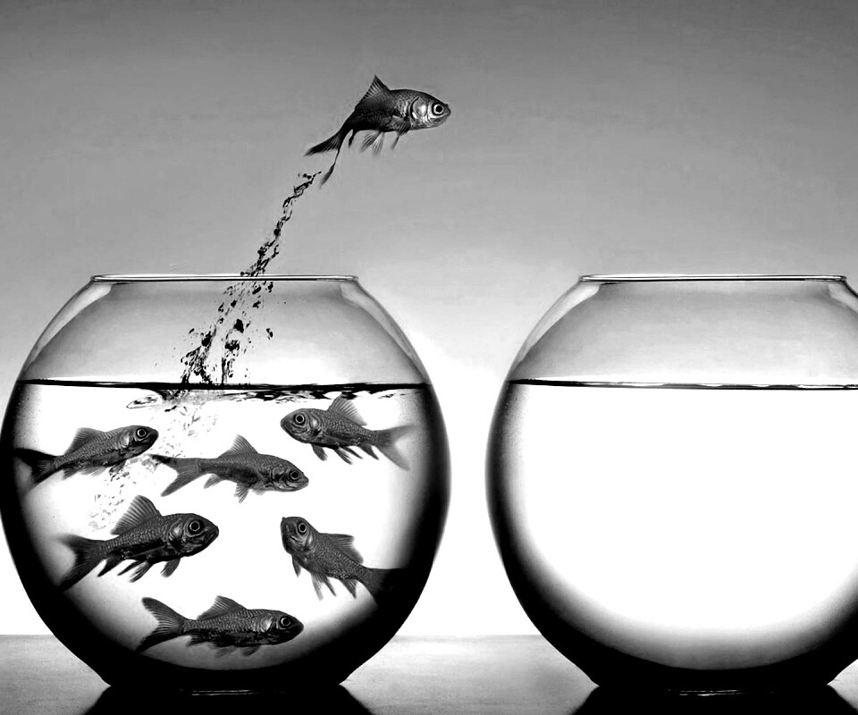 Побег рыбки обои