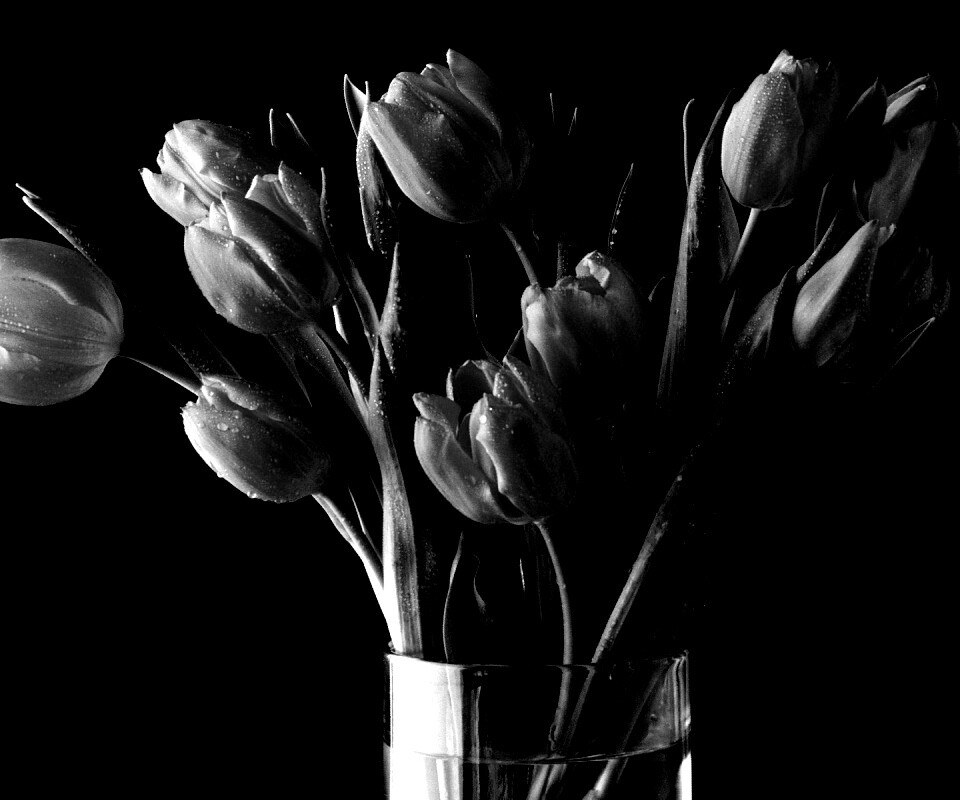 Букет тюльпанов обои