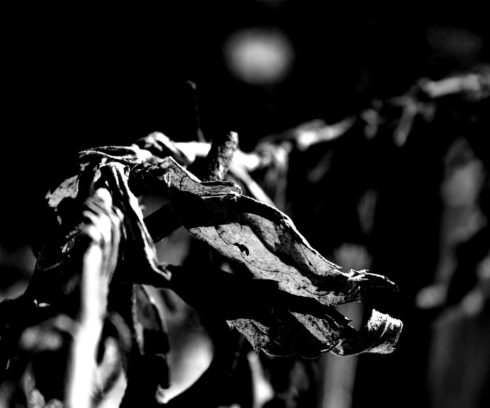 Сухие листья на железном заборе обои