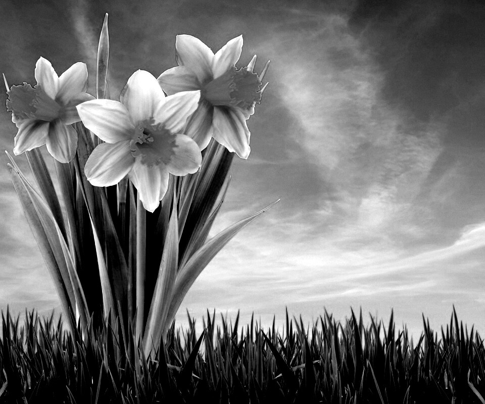 Букет цветов в траве обои