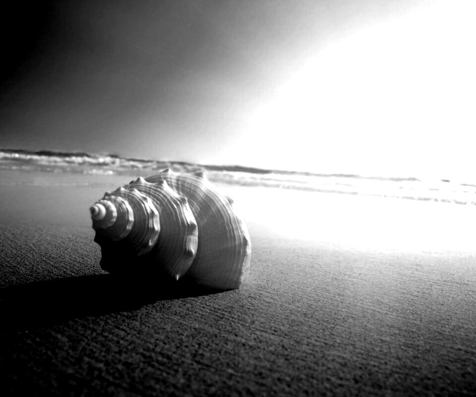 Золотистая ракушка обои