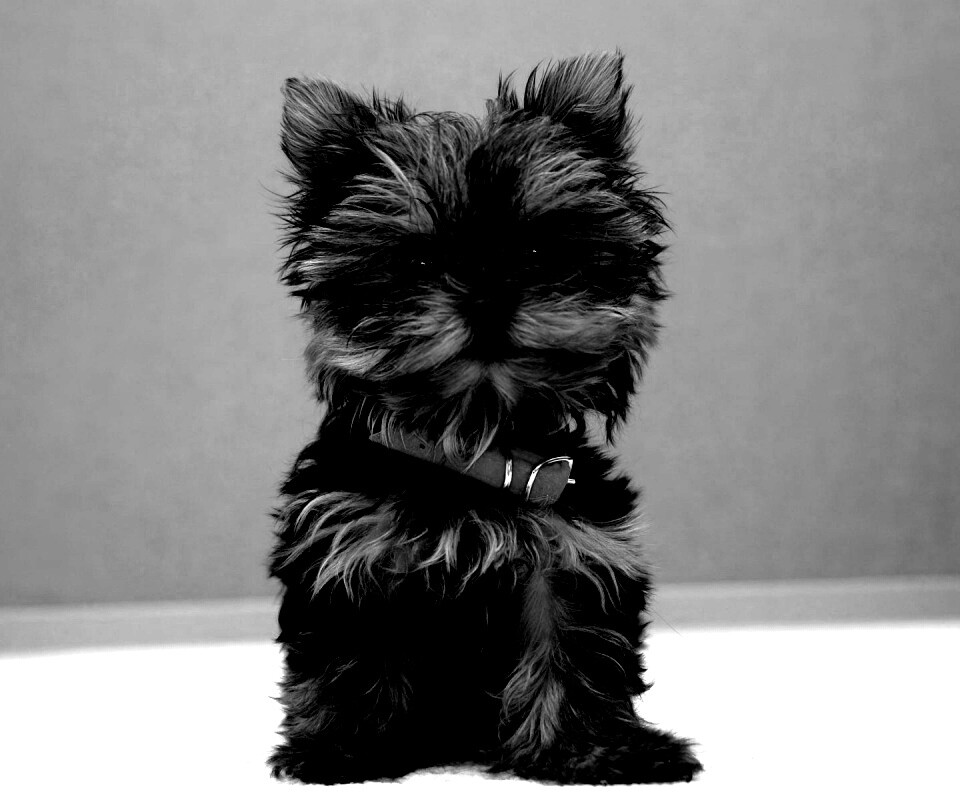 Щенок в красном ошейнике обои