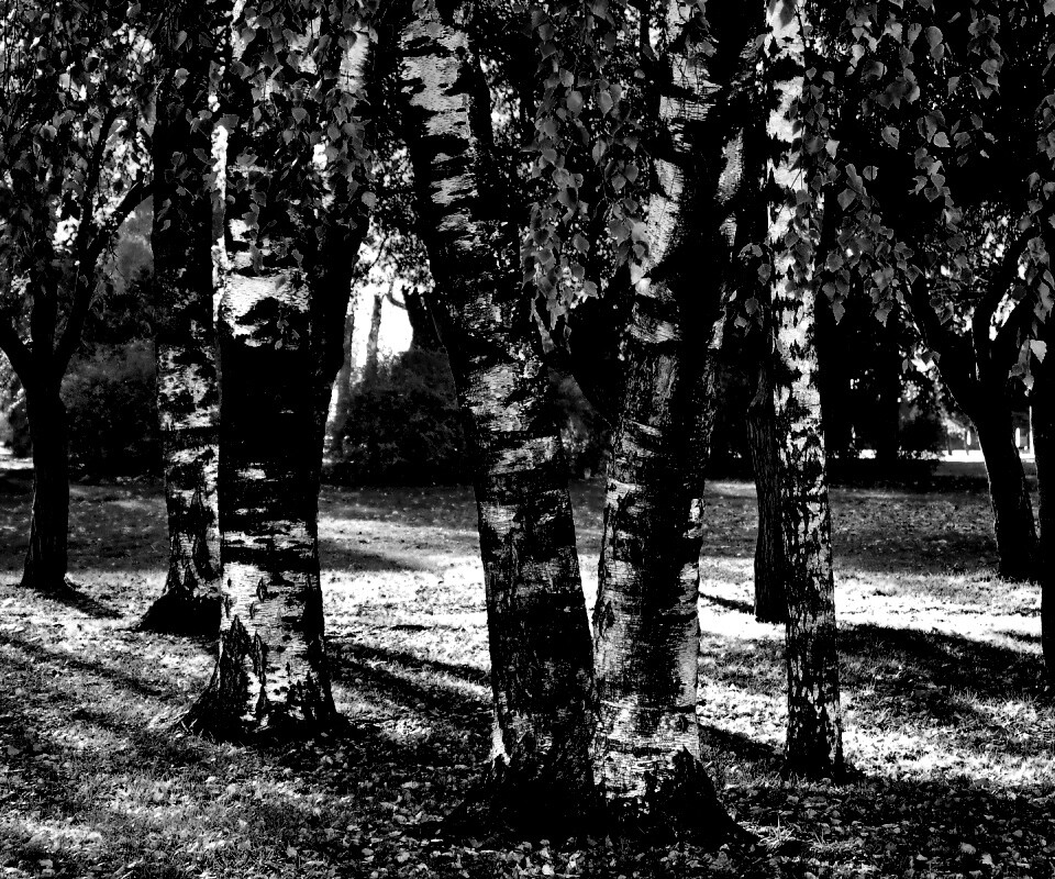 Березовая роща обои