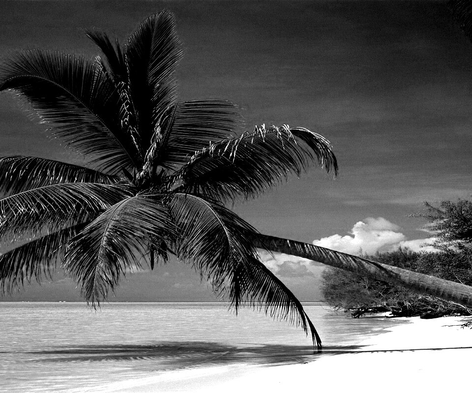 Пальма над водой обои