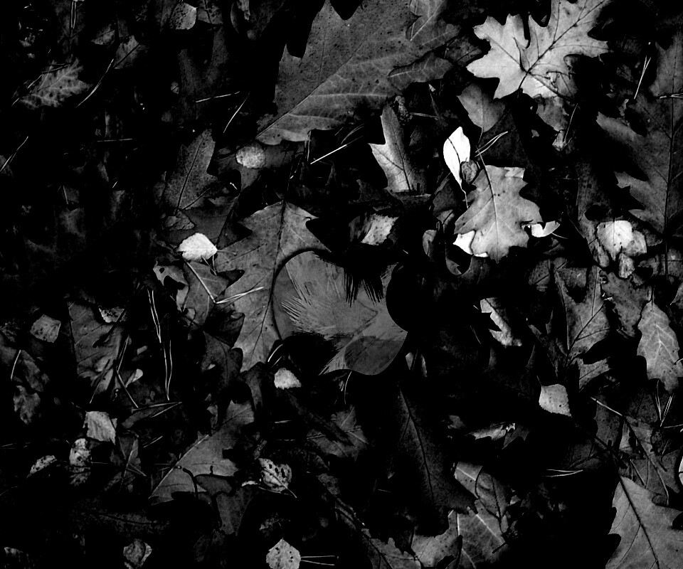 Эпл в сухой листве обои