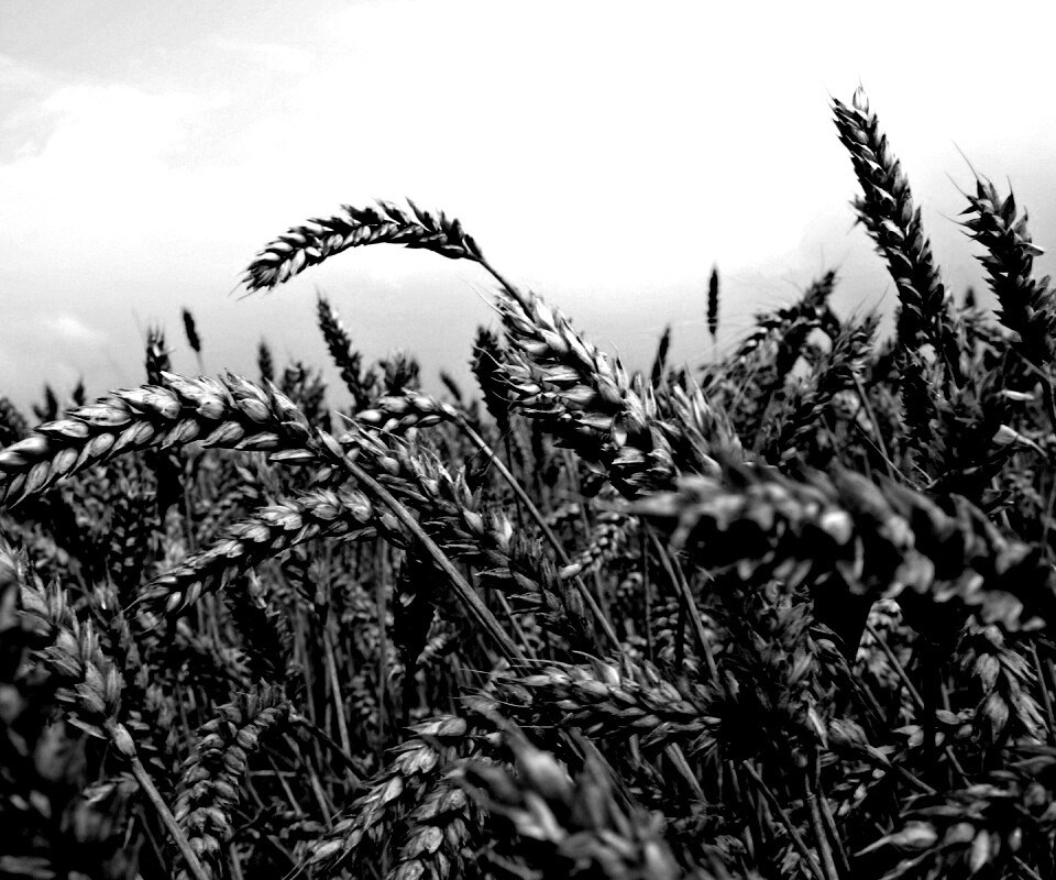 Пшеничные колосья обои