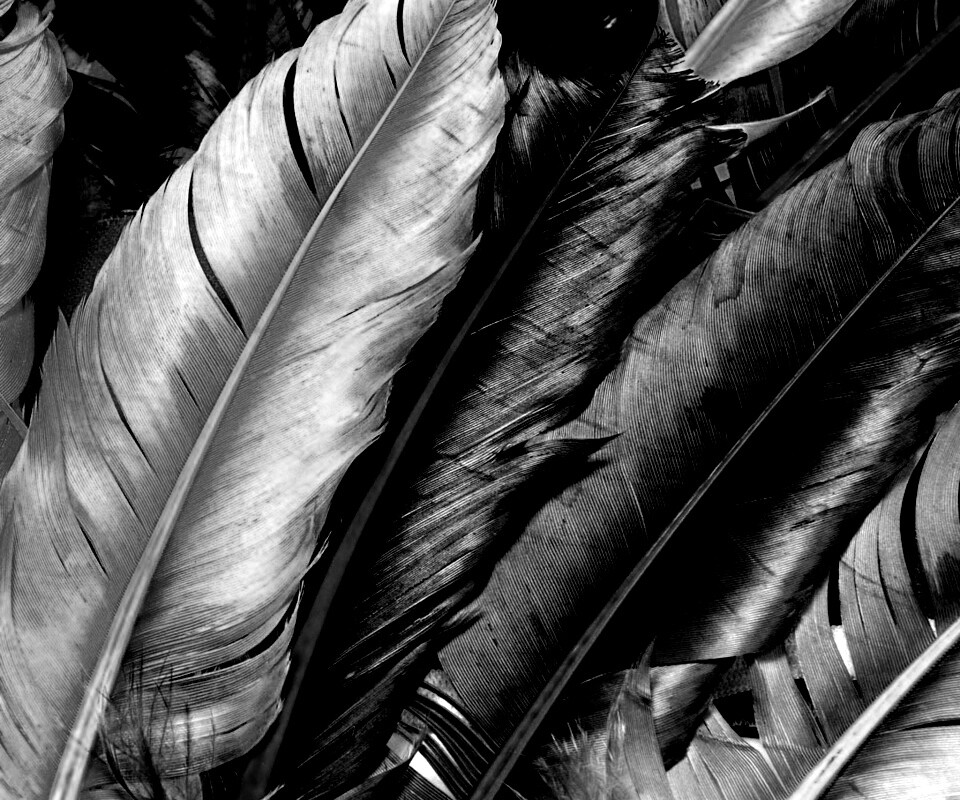 Разноцветные перья обои