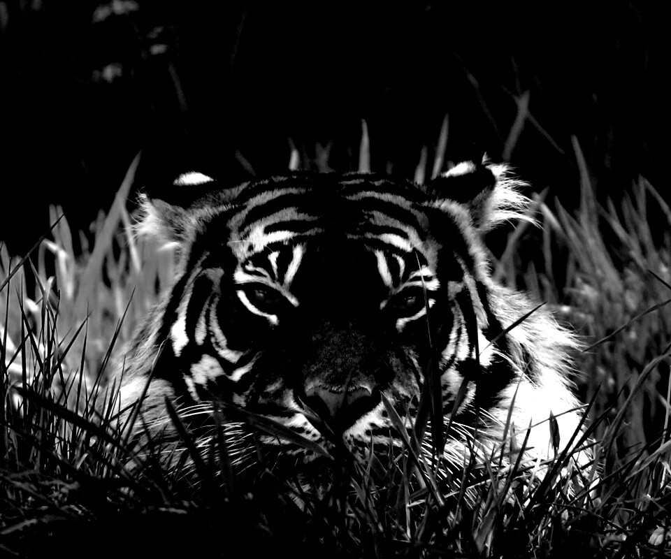 Морда тигра в траве обои