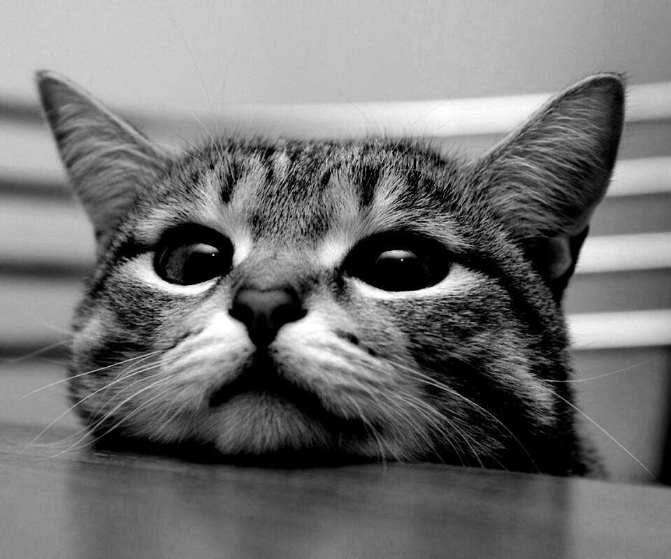 Любопытный котейка обои