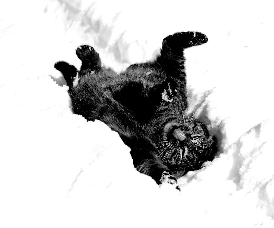 Кот валяется в снегу обои