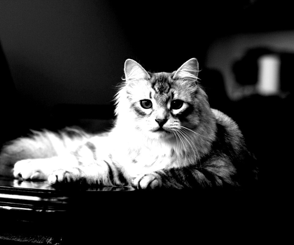 Кот благородных кровей обои