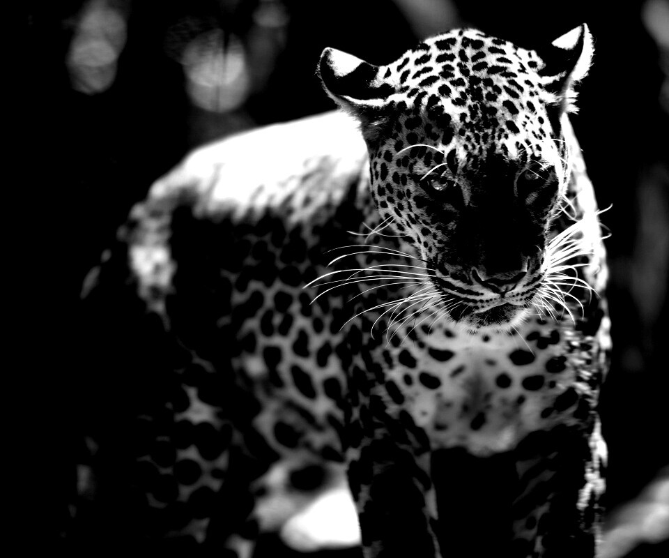 Леопард в сингапурском зоопарке обои