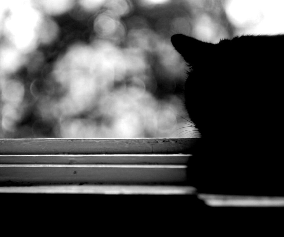 Дремлющий на окне черный кот обои
