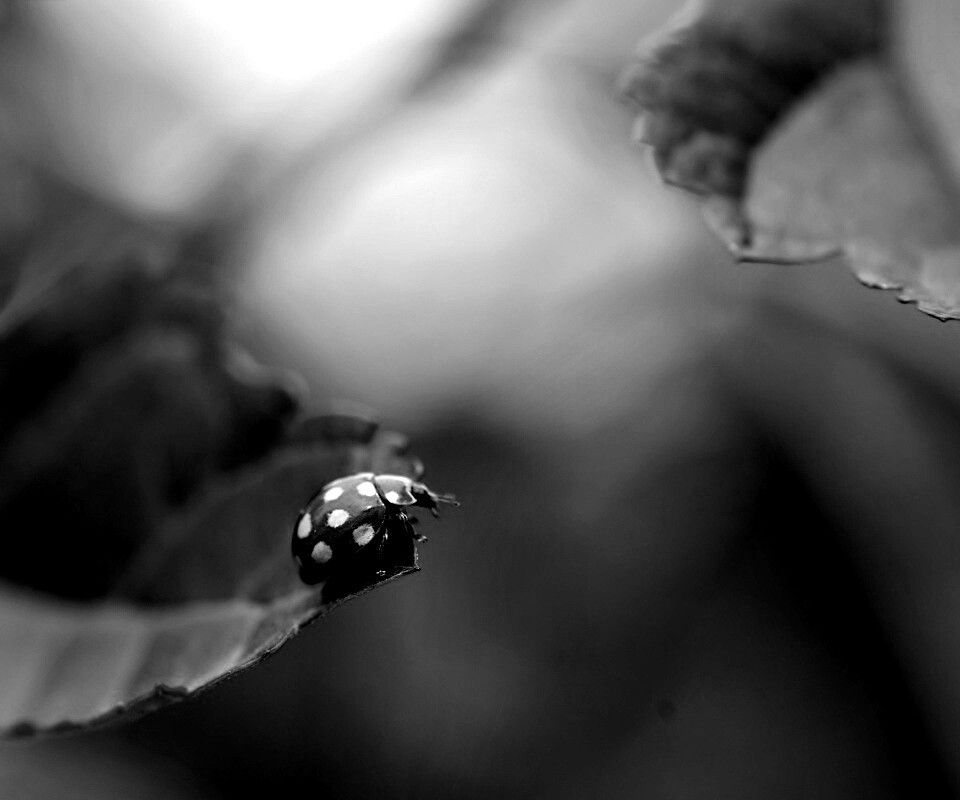 Божья коровка обои