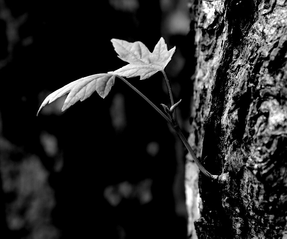 Молодой листик обои