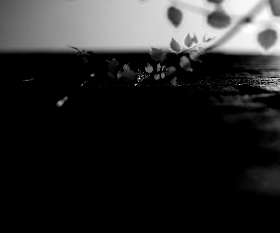 Зеленые ростки в стене обои