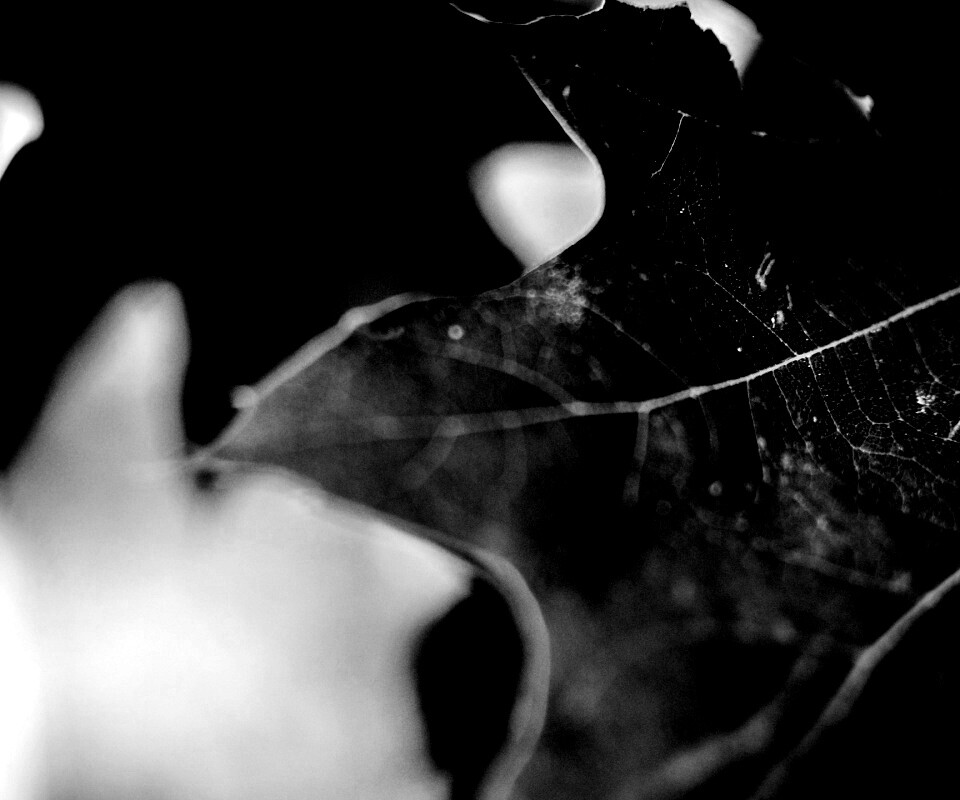 Темно-зеленый лист в макро обои