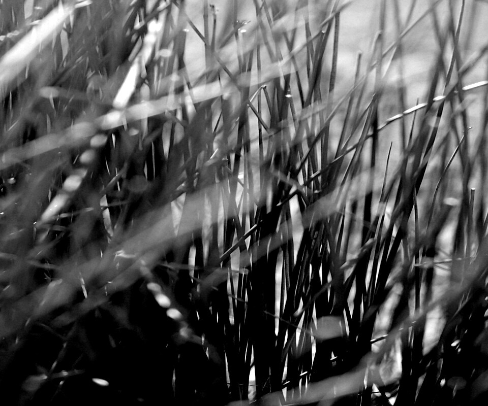 Высохшие травяные стебли обои