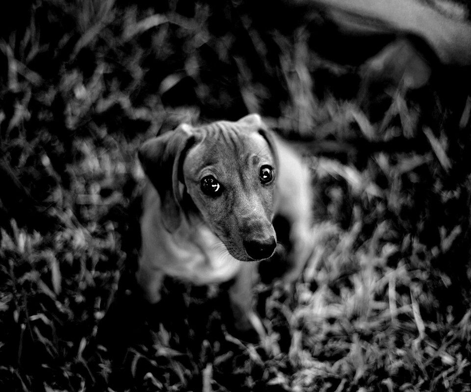 Маленькая милая такса обои