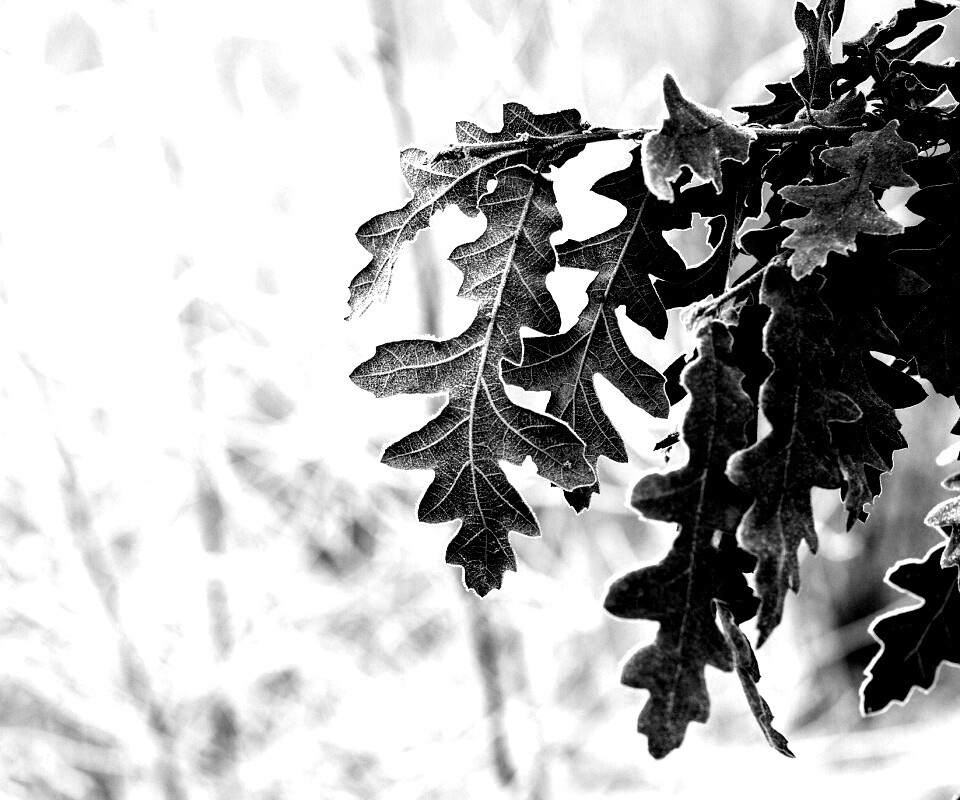 Дубовые листья обои